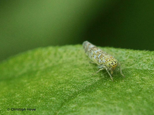 Zwergzikaden (Eupteryx spec.) an Melisse (Melissa officinalis)