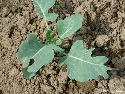 Vogelfraß an Kohlrabi