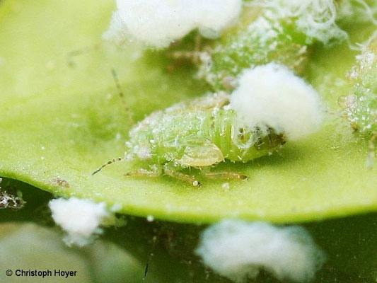 Buchsbaumblattsauger (Psylla buxi) - Larven an jungen Blättern