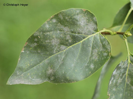 Echter Mehltau (Microsphaera syringae) an Flieder (Syringa vulgaris)