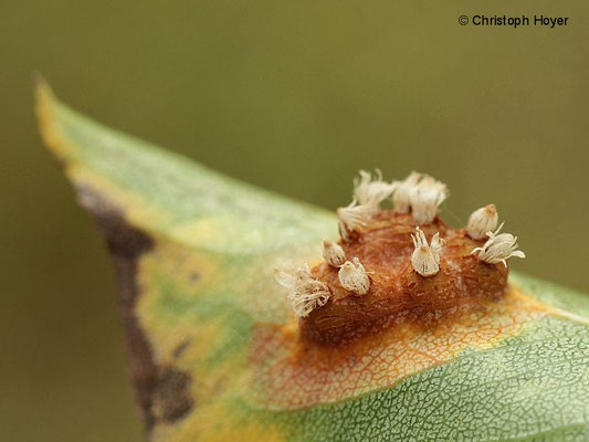Birnengitterrost (Gymnosporangium sabinae) an Birne  - Gitterkörbchen