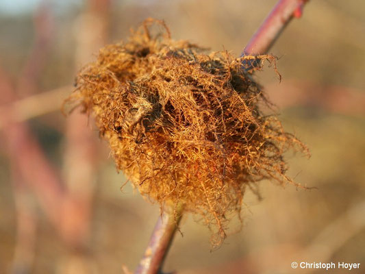  Galle von Rosengallwespe (Diplolepis rosae) - im Winter