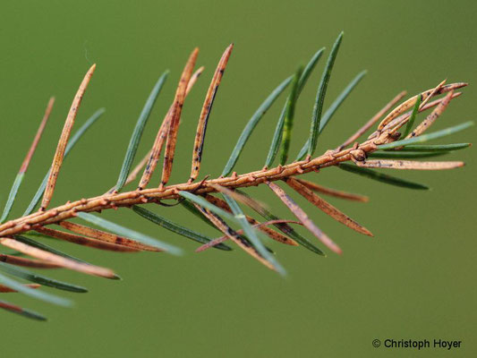 Fichtennadelritzenschorf (Lirula macrospora)