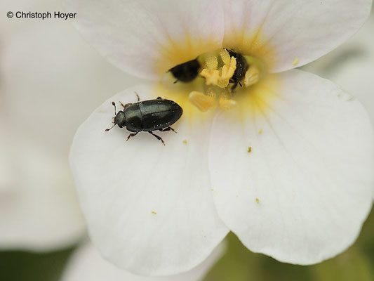 Glanzkäfer (Brassicogethes spec.) an Gänsekresse (Arabis caucasica)