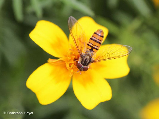 Hainschwebfliege (Episyrphus balteatus)