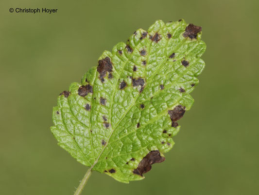 Blattflecken (Septoria melissae) an Melisse (Melissa officinalis)