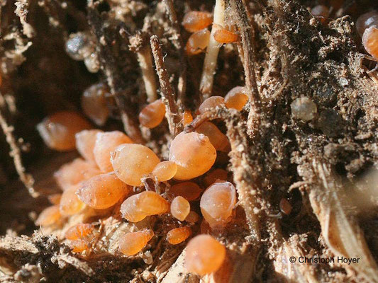 Wurzelläuse (Tetraneura ulmi) an Rasengräsern