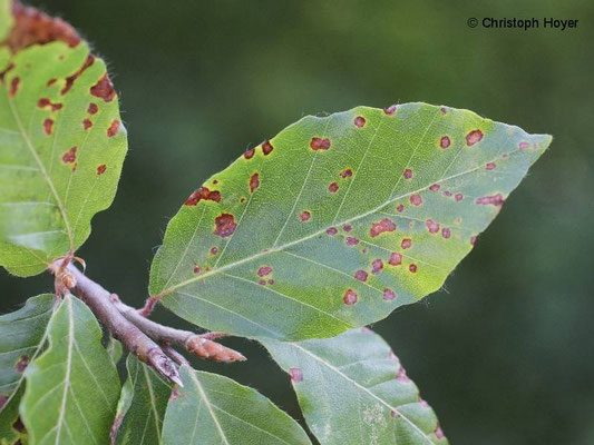 pilzliche Blattflecken, Blattbräune an Rotbuche