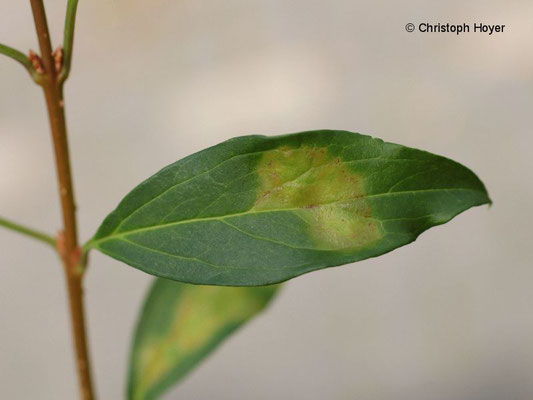 Forsythe - Blattfleckenkrankheit (Cladosporium forsythiae)