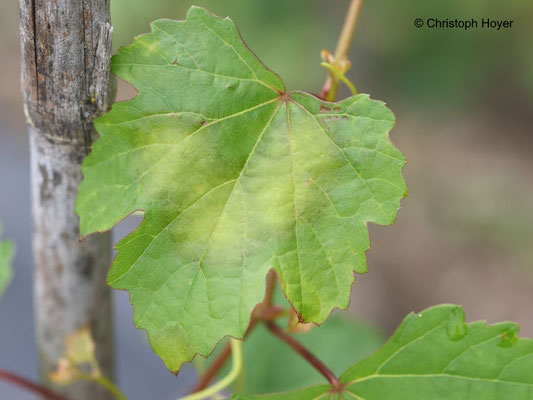 Falscher Mehltau an Wein (Plasmopara viticola) - Blattoberseite
