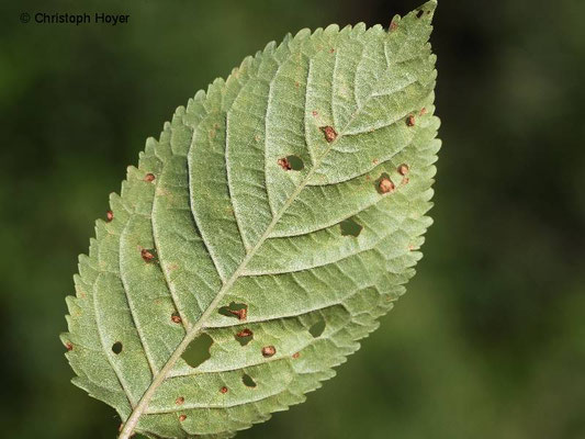 Schrotschusskrankheit (Stigmina carpophila) an Süßkirsche