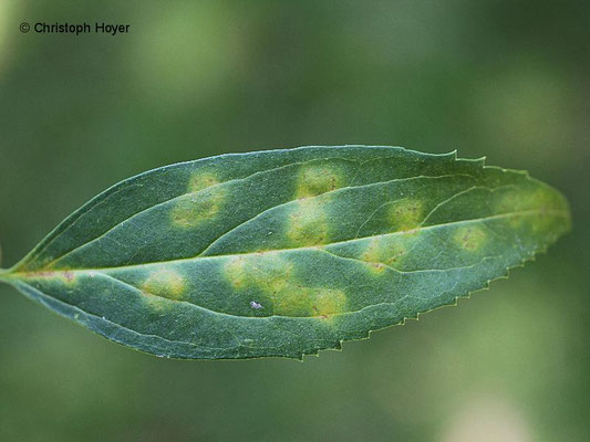 Forsythe - Blattfleckenkrankheit (Cladosporium forsythiae)
