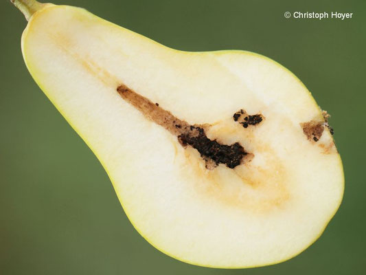 Apfelwickler - Schadbild an Birne