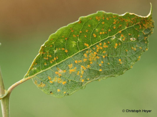 Rost (Melampsora spec.) an Weide (Salix caprea)