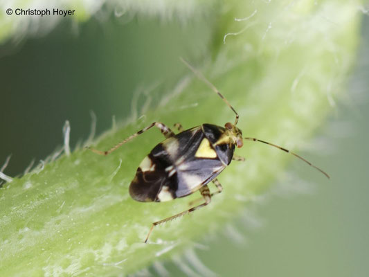 Gurke - Weichwanze (Liocoris tripustulatus)