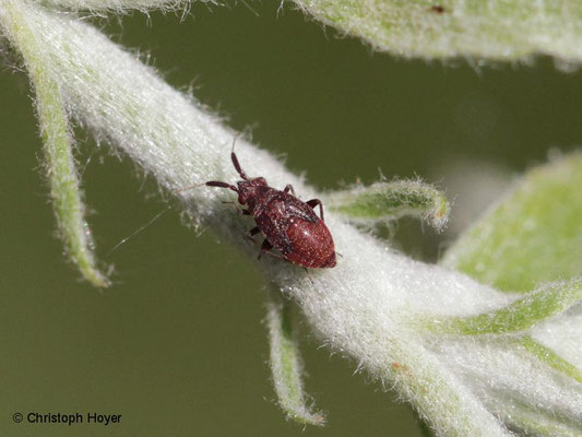 Rote Weichwanze Deraeocoris ruber - Larve