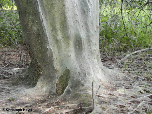 Gespinstmotten (Yponomeuta evonymellus) an Traubenkirsche (Prunus padus) - Gespinst