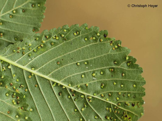 Ulmengallmilbe (Auculus ulmicola) - Schaddbild