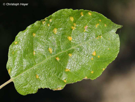 Rost (Melampsora spec.) an Weide (Salix caprea)