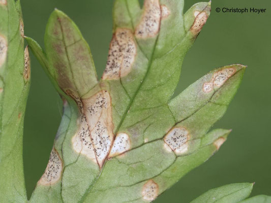Petersilie - Septoria-Blattflecken - Schadbild