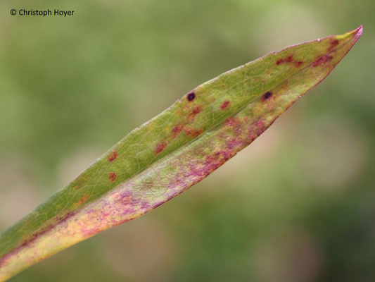 Rost (Coleosporium spec.) an Kissenaster (Aster dumosus syn. Symphyotrichum dumosum)