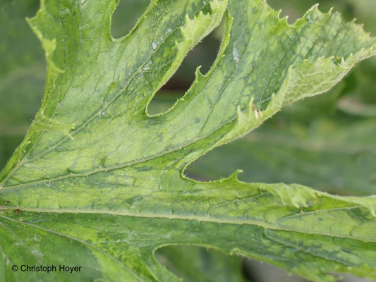 Virus an Zucchini - Blattsymptome