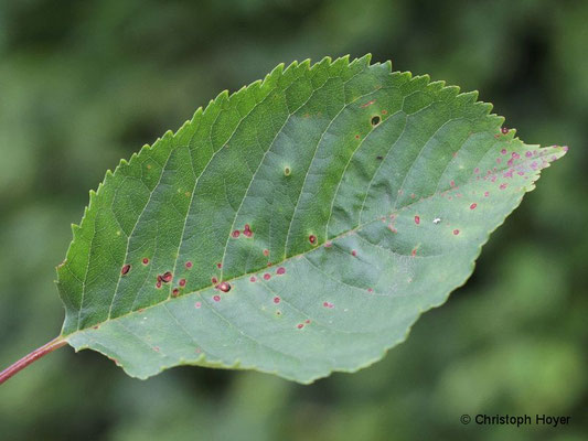 Schrotschusskrankheit (Stigmina carpophila) an Süßkirsche