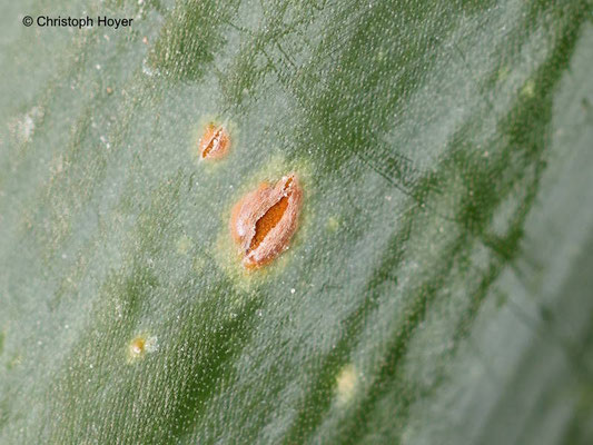 Rostpustenl von Puccinia allii an Lauchzwiebel