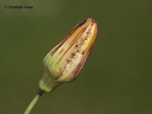 Knospengallmücke (Contarinia quinquenotata) an Taglilie (Hemerocallis spec.) - Schadbild