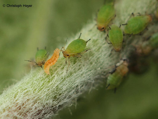 Larve der Räuberischen Gallmücke Apidoletes aphididmyza