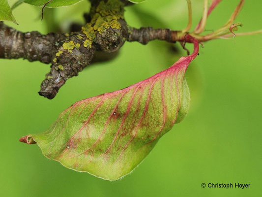 Birnentaschenlaus - Schadbild