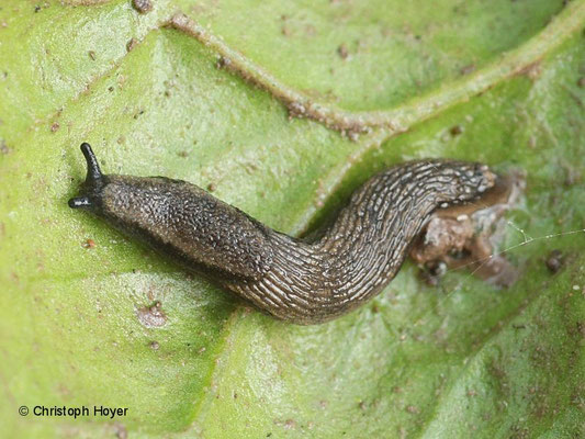 Kleine Gartenwegschnecke