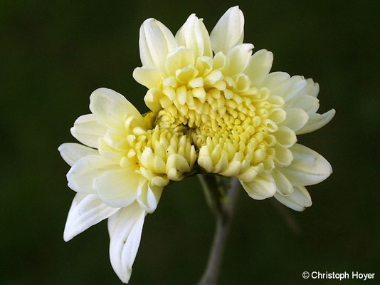 Chrysantheme - Saugschaden durch Wiesenwanze (Lygus pratensis)