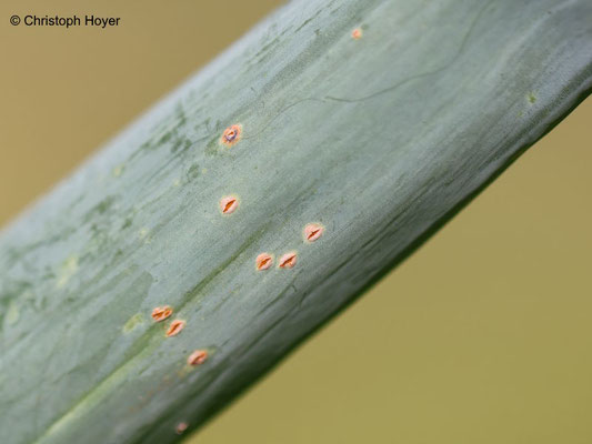 Rostpustenln von Puccinia allii an Lauchzwiebel