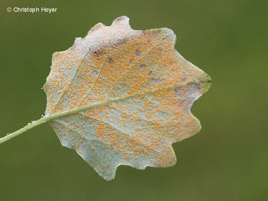 Rost an Silberpappel (Populus alba)