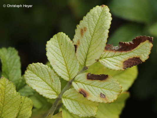 Chlorose an Rosa rugosa