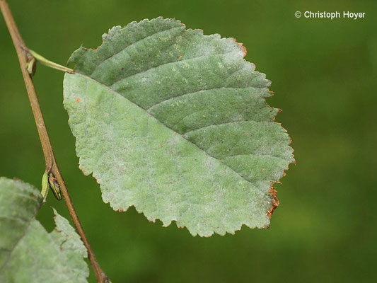 Echter Mehltau ( Erysiphe penicillata) an Erle (Alnus spec.)