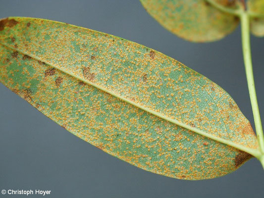 Rost an Hypericum calycinum