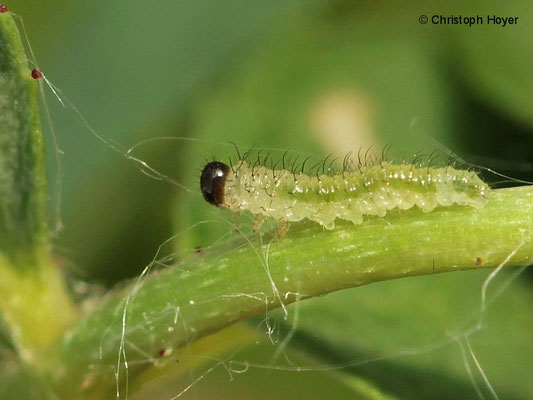 Rosenblattwespe (Cladius difformis) - Larve
