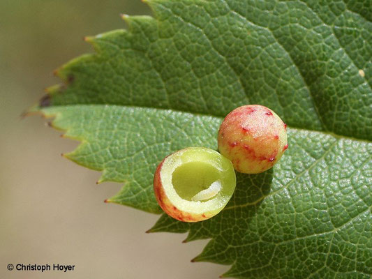 Galle von Diplolepis eglanteriae an Rosa canina  geöffnet mit Larve