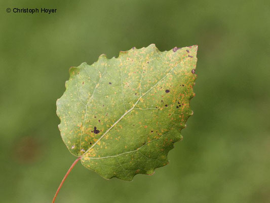 Rost (Melampsora spec.) an Zitterpappel (Populus tremula)