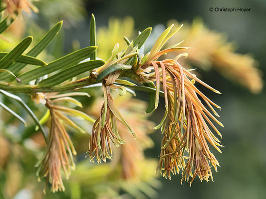 Eibe (Taxus bacatta) - Frostschaden im Frühjahr
