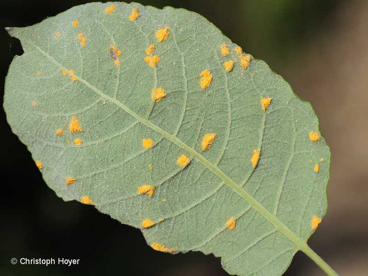 Rost (Melampsora spec.) an Weide (Salix caprea)