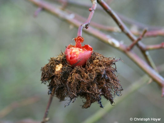  Galle von Rosengallwespe (Diplolepis rosae) - im Winter