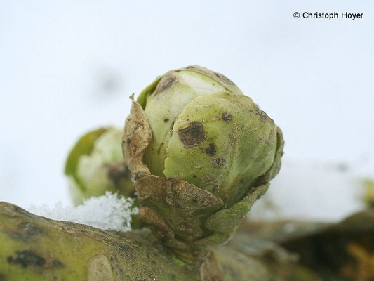 Blattflecken an Rosenkohl