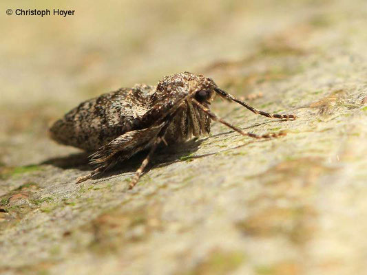 Kleiner Frostspanner - weiblicher Falter