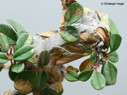 Mispelwickler an Cotoneaster - Schadbild