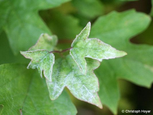 Echter Mehltau an Gemeinem Schneeball (Viburnum opulus)