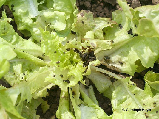 Gemüseeule an Kopfsalat - Schadbild