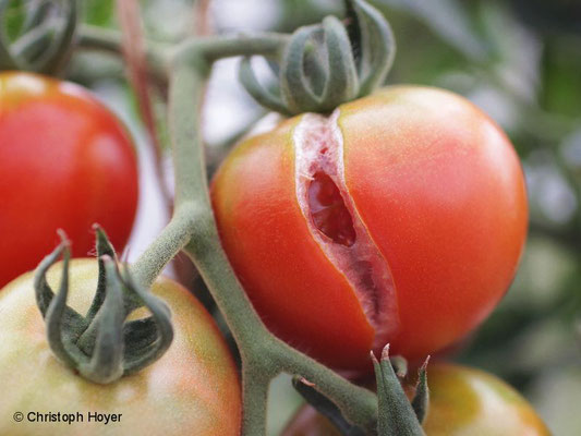 Platzen der Tomatenfrüchte